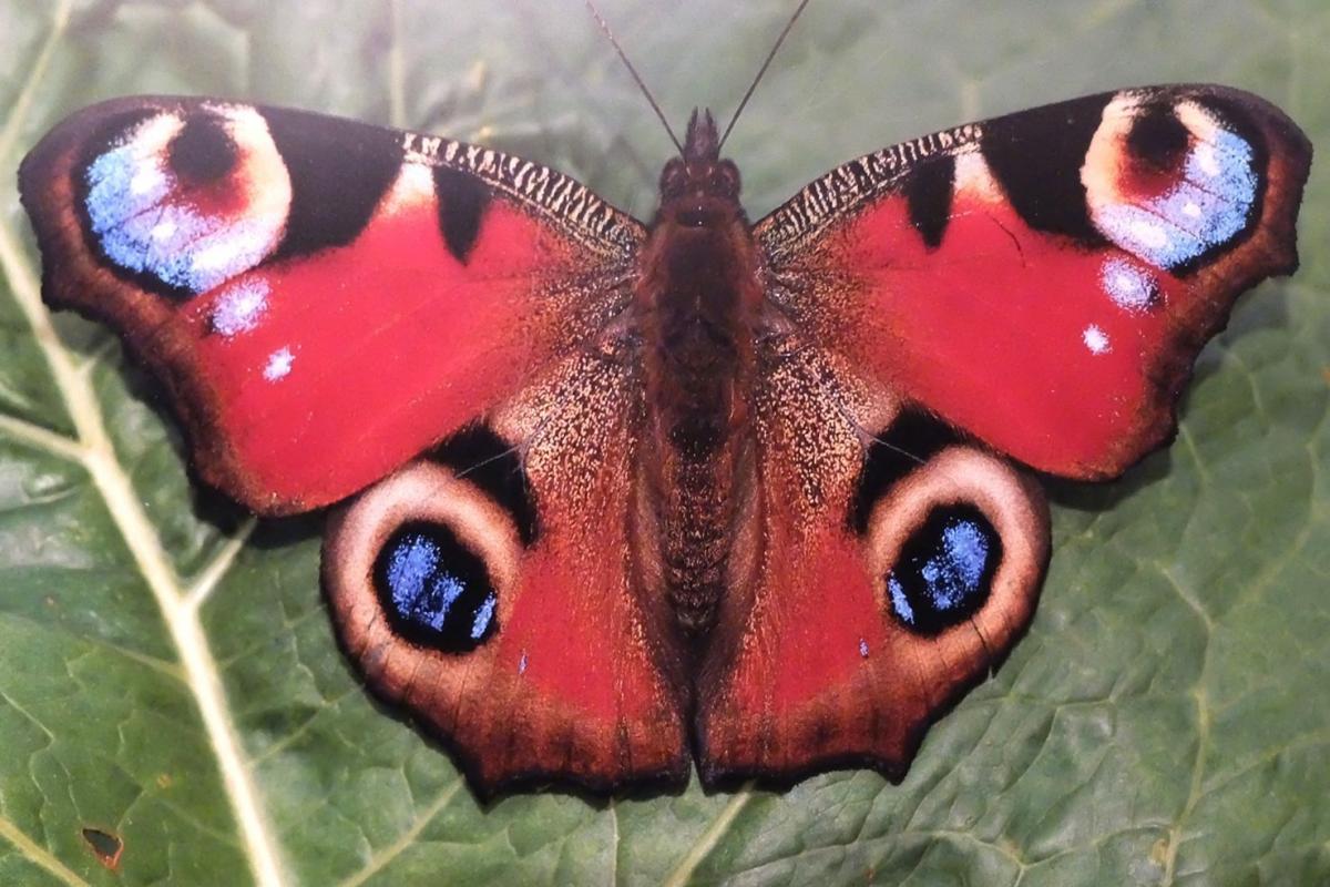Jedno ze zdjęć Wareckiego. Występujący w Polsce Aglais jo.  <br/>fot.Jacek Szwic