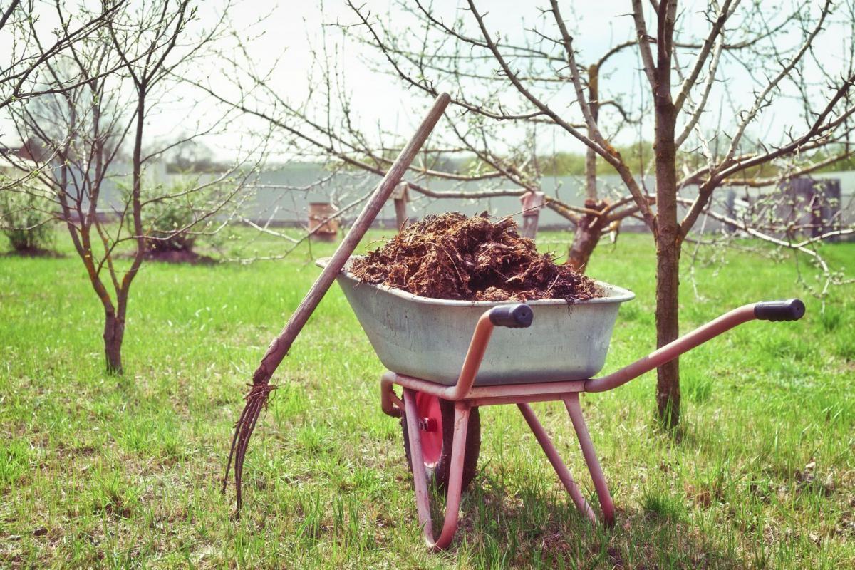 Nawozy organiczne pomogą wzbogacić podłoże w cenną próchnicę.