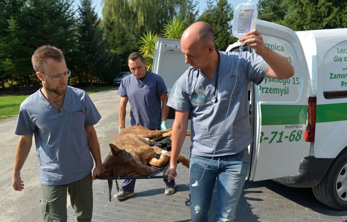 Uwolniony ze studni wilk trafił pod opiekę przemyskich specjalistów z Ośrodka Rehabilitacji Zwierząt Chronionych.