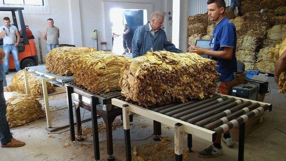 Pierwszy dzień wykupu tegorocznych zbiorów w Starym Dzikowie zakończył się wynikiem 17 ton suszu tytoniowego.<br/>fot.Justyna Zając