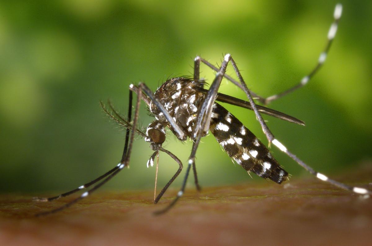 Wirusa Zika przenoszą m.in. komary rodzaju Aedes.<br/>fot.www.wikipedia.pl