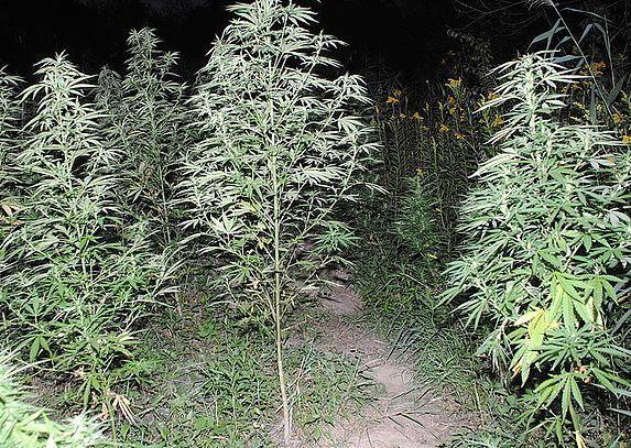 Konopie indyjskie zlokalizowane na leśnej plantacji w Cieplicach miały niemal 2 metry wysokości.<br/>fot.KPP Przeworsk