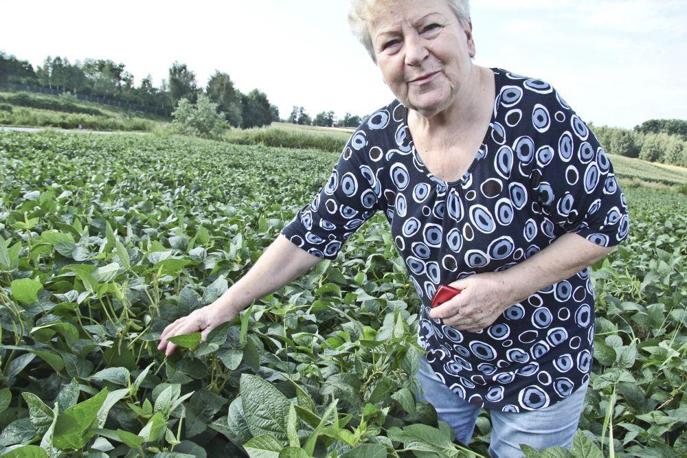 – Soja to przyszłość rolnictwa w regionie – uważa Janina Fus    <br/>fot.Roman Kijanka