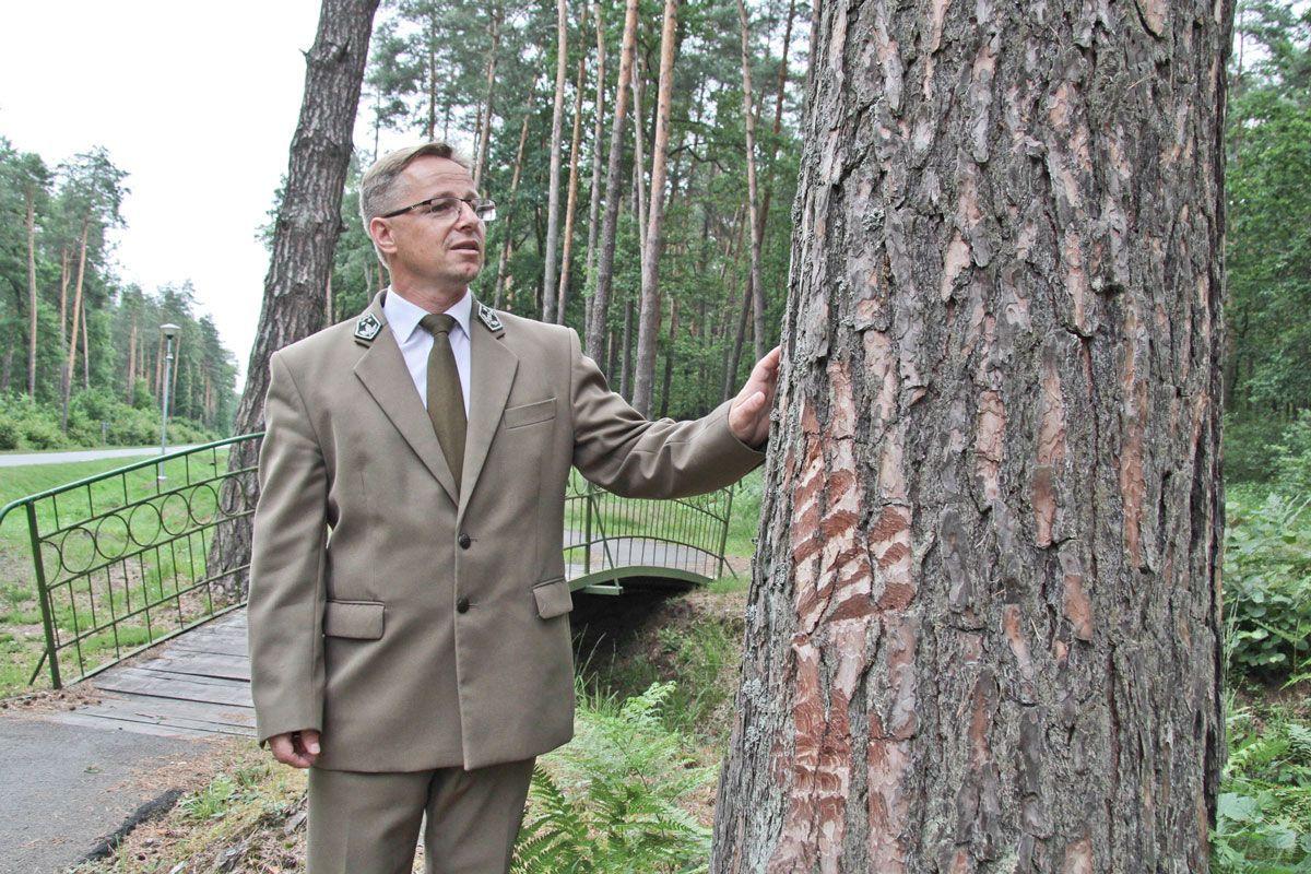 – Zredukujemy zakres wycinki, zachowując klimat miejsca o charakterze wypoczynkowym – zapewnia Andrzej Sobota, zastępca nadleśniczego w Nadleśnictwie Jarosław.<br/>fot.Roman Kijanka