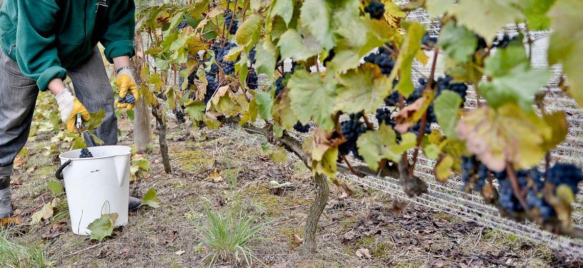 Wino przeznaczone do sprzedaży wymaga uzyskania wpisu do ewidencji. <br/>fot.zbiory własne