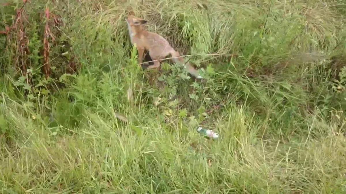 Kadr z filmu mieszkańca Młodowic, który przypadkiem nagrał stado lisów biegających po drodze Młodowice – Kłokowice.