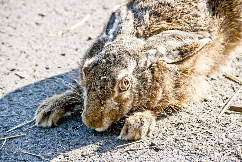 Niektóre szaraki chętnie pozowały do zdjęć.<br/>fot.Marcin Materniak