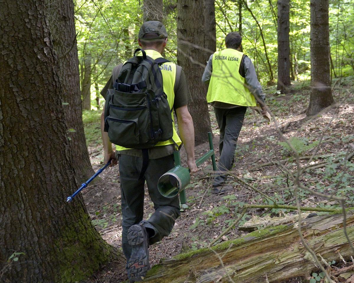 Inwentaryzacją objętych jest 10 nadleśnictw, w tym te w powiecie przemyskim: Nadleśnictwo Bircza i Krasiczyn.<br/>fot.zbiory własne