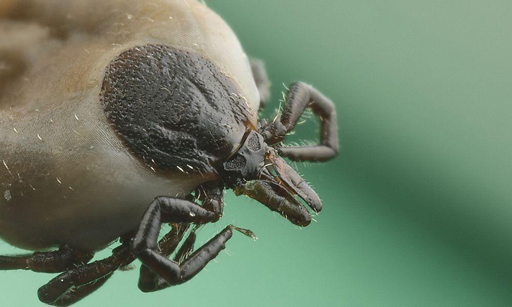 Co piąty kleszcz może być zarażony i przenosić wirus na człowieka. Ale trzeba uważać, bo mogą nas spotkać nieprzyjemne konsekwencje.<br/>fot.Richard Bartz, Munich Makro Freak, www.commons.wikimedia.org