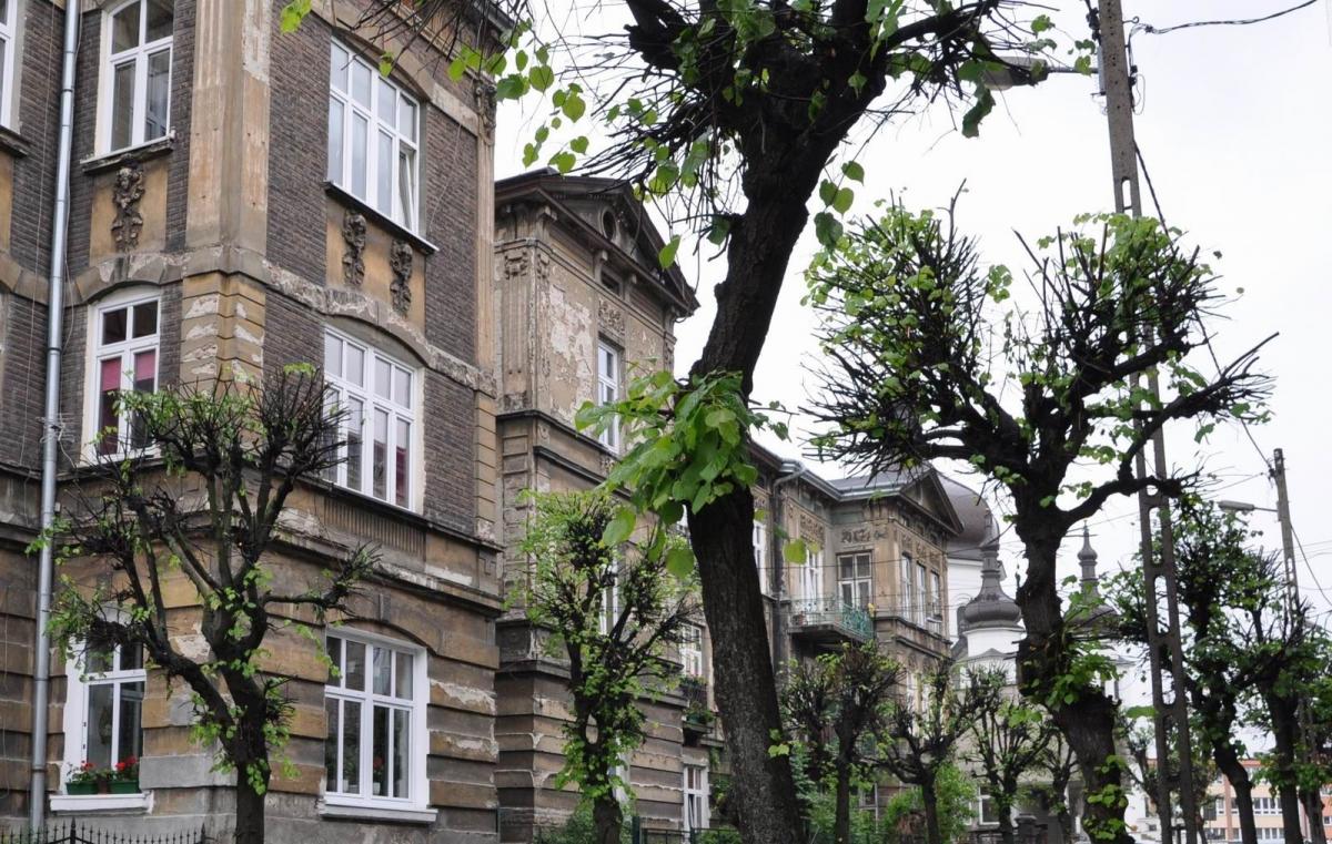 Drzewa po majowej przycince na ul. Barskiej.<br/>fot.Paweł Bugira