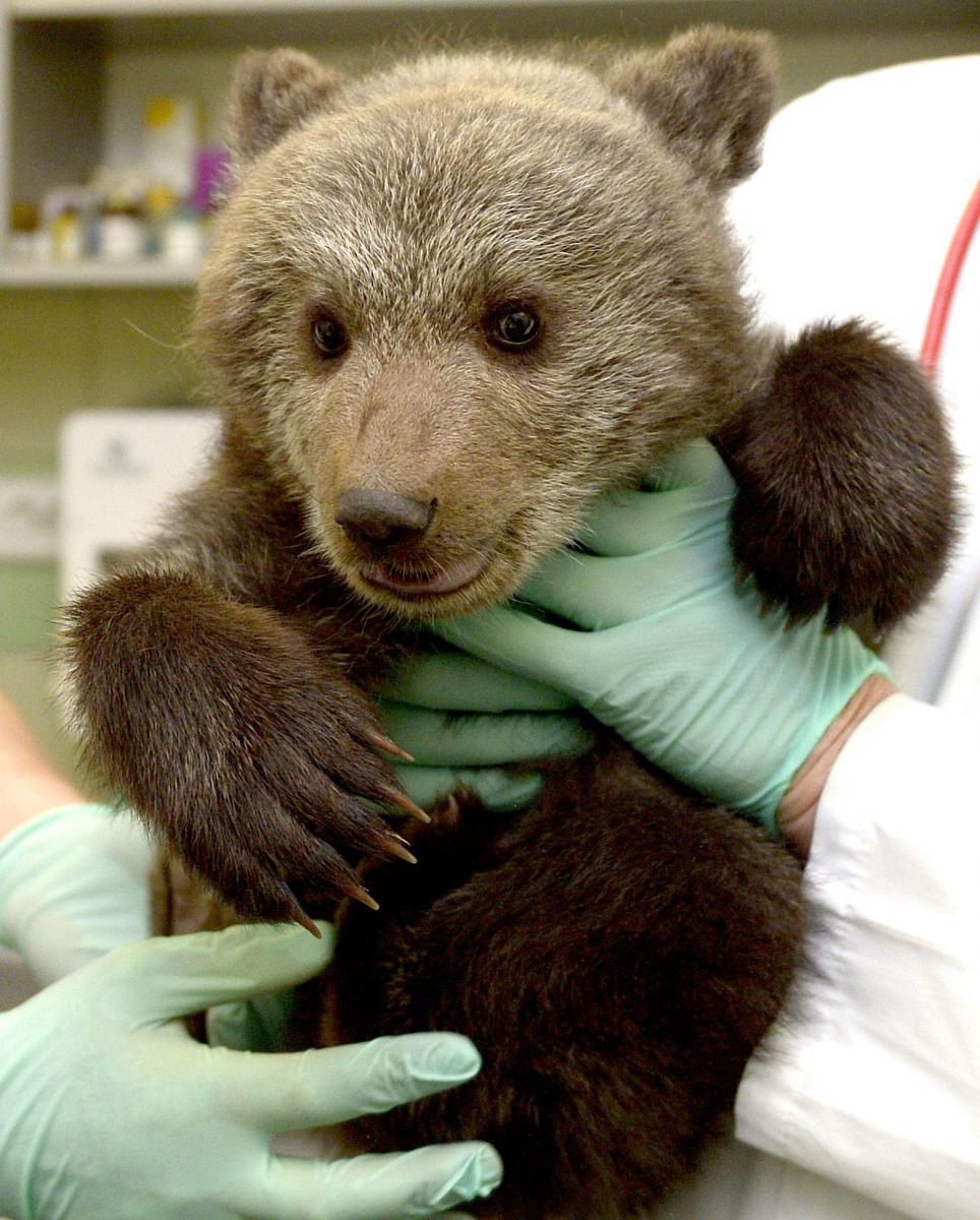 Malutka niedźwiedzica zamieszka w poznańskim zoo.<br/>fot.zbiory własne