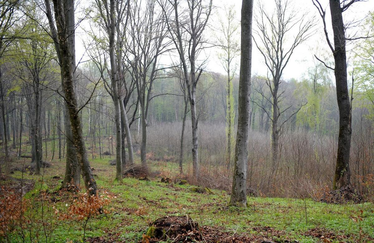 Plan odnowień i zalesień w lasach Podkarpacia na 2016 r. zakłada obsadzenie nowego lasu na powierzchni ponad 1620 ha.<br/>fot.zbiory własne