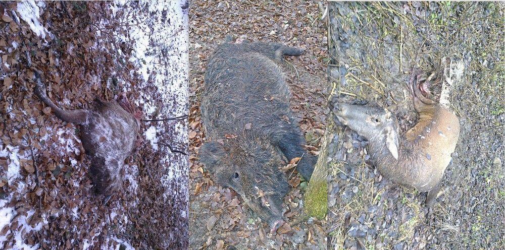 Jeleń, nie został skłusowany na wnykach, do zwierzęcia strzelono – z broni myśliwskiej lub innej. Następnie odrąbano mu głowę, zabrano poroże. Dzika skłusowano 27 stycznia.<br/>fot.Nadleśnictwo Krasiczyn