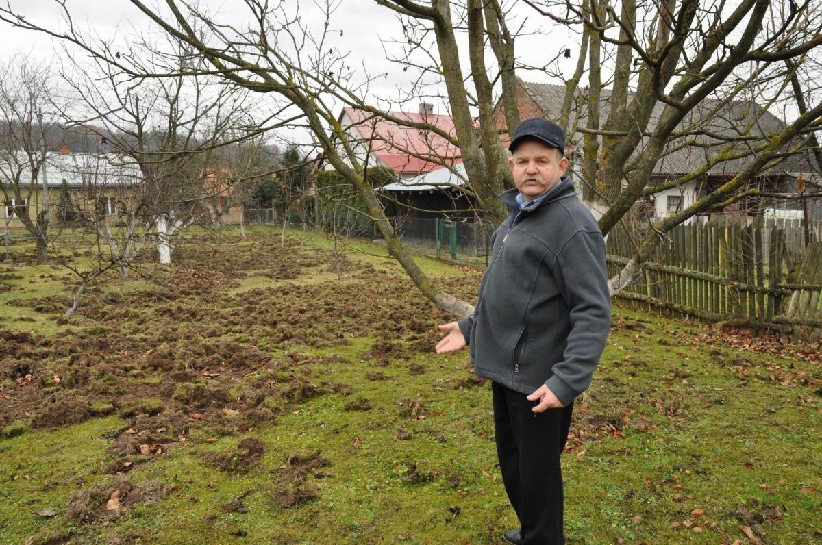 – Teraz czeka mnie mnóstwo pracy. Wszystko muszę ręcznie równać, bo ciągnikiem między drzewka nie wjadę – mówi Andrzej Karpecki.<br/>fot.Paweł Bugira