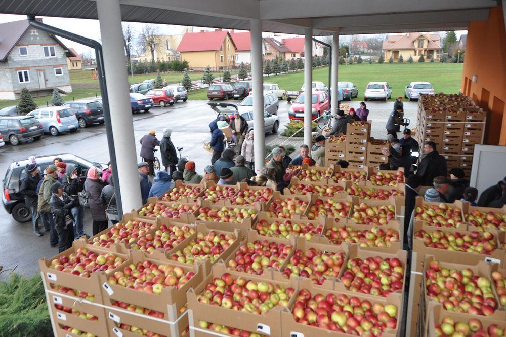 W gminie Tryńcza zostało rozdysponowanych 20 ton jabłek. Ponad 600 rodzin otrzymało po 2 skrzynki owoców.<br/>fot.UG Tryńcza