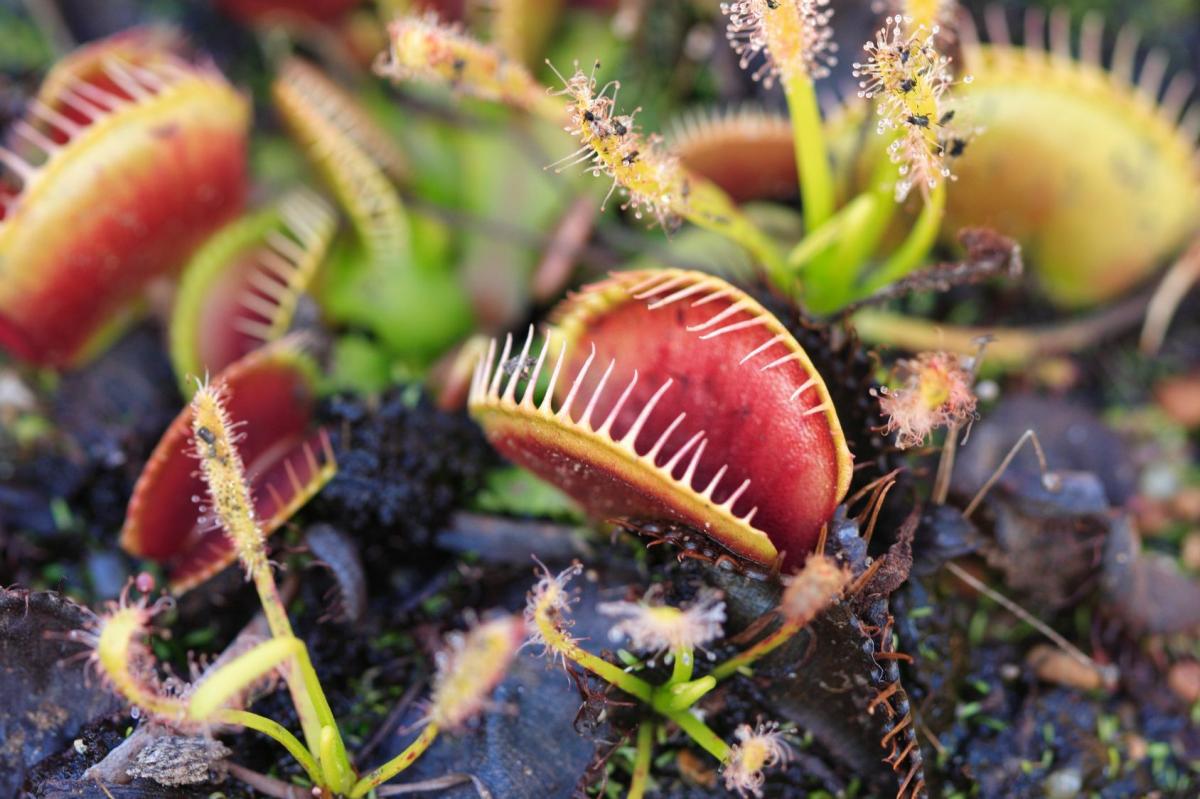 Muchołówka (<i>Dionaea muscipula</i>) wabi swoje ofiary pięknym czerwonym kolorem.