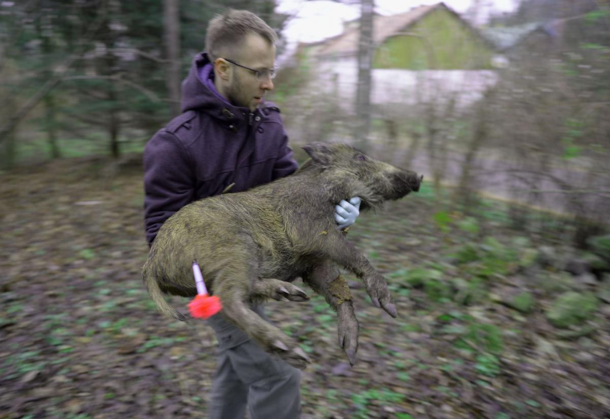 Dzik trafił do Ośrodka Zwierząt Chronionych w Przemyślu.<br/>fot.zbiory własne