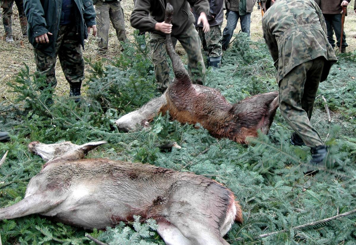 Według WWF Polska polowania zbiorowe w sposób znaczący zakłócają równowagę całej przyrody ożywionej na dużych obszarach.<br/>fot.zbiory własne