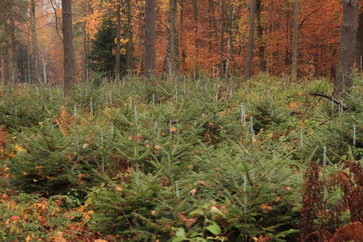 Jodełki zabezpieczone przed zwierzyną.<br/>fot.RDLP Krosno