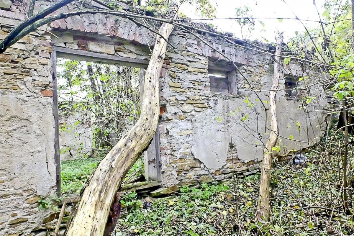 Poprzerastana drzewami ruina obory, pod którą ukrywali się Żydzi. <br/>fot.Jacek Szwic