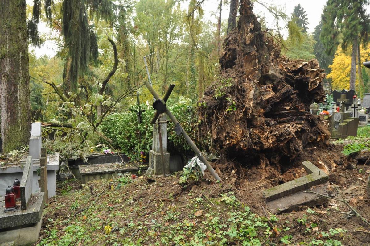 Drzewo wyrządziło poważne szkody na cmentarzu.<br/>fot.Paweł Bugira