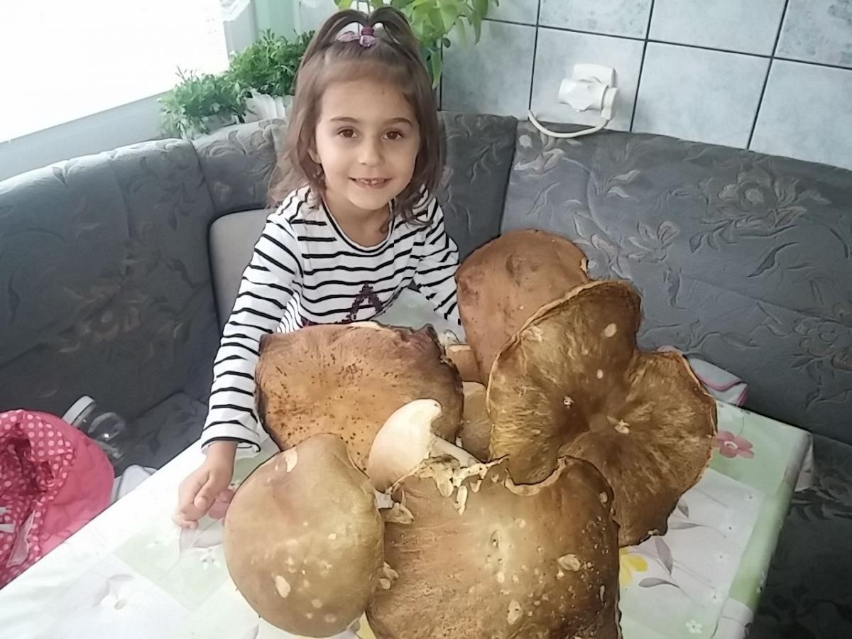Niespełna 5-letnia Nikolka Urban, wnuczka pana Bolesława, z dumą prezentuje dorodne prawdziwki.