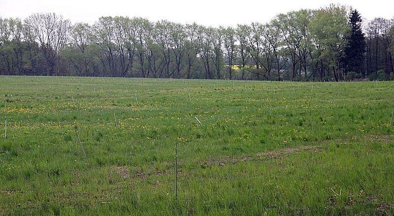Działki budowlane powstały z rolnych nieużytków.<br/>fot.ze zbiorów własnych