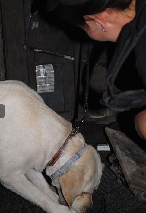 Labradorka Luna, pracująca na etacie w Służbie Celnej, wykonała kawał dobrej roboty. Bezbłędnie wskazała skrytki, w których ukryte były przewożone w autokarze papierosy.<br/>fot.Izba Celna w Przemyślu