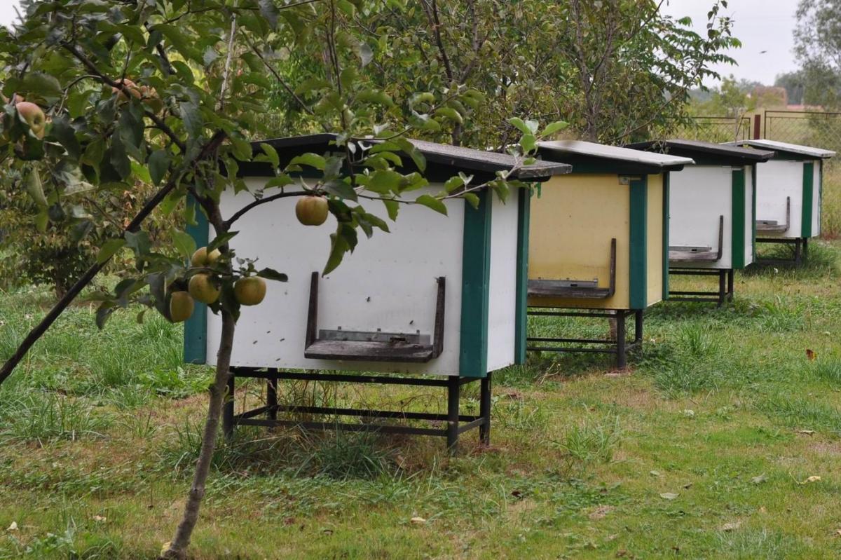 Sporna pasieka z Jaksmanic.<br/>fot.Paweł Bugira