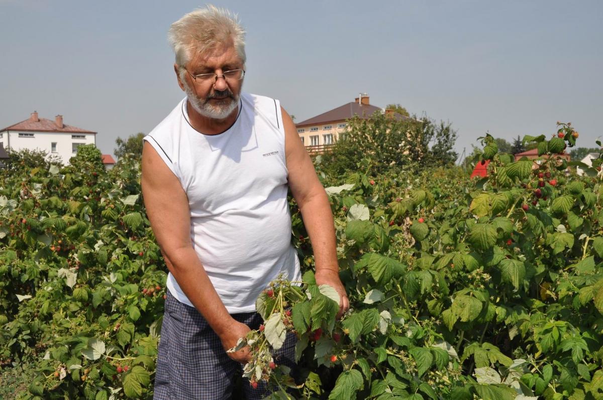 Jacek Kurcek pokazuje krzewy malin zniszczone przez grad i suszę. – Nie wiem, czy zbiorę połowę z zamierzonych plonów – mówi.

<br/>fot.Paweł Bugira