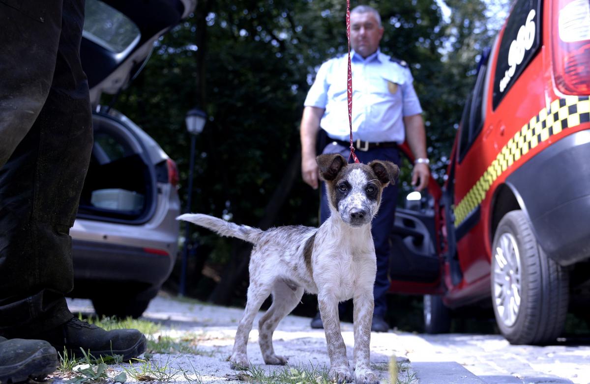Pies został uratowany. Strażnicy miejscy zawieźli go do lecznicy dla zwierząt.<br/>fot.zbiory własne