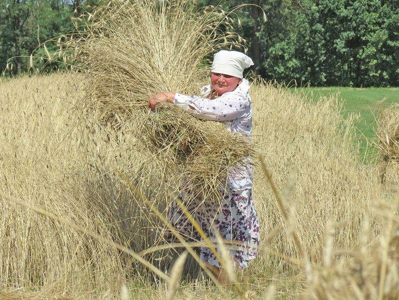 Mieszkańcy Gniewczyny kilkugodzinną pracą pokazali, jak niegdyś wyglądały żniwa.<br/>fot.Barbara Chmura