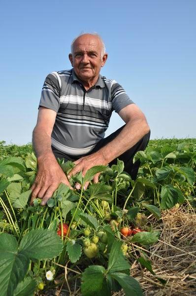 – W tym roku pogoda sprzyja uprawie truskawek – mówi Józef Wach z Cewkowa.<br/>fot.Paweł Bugira