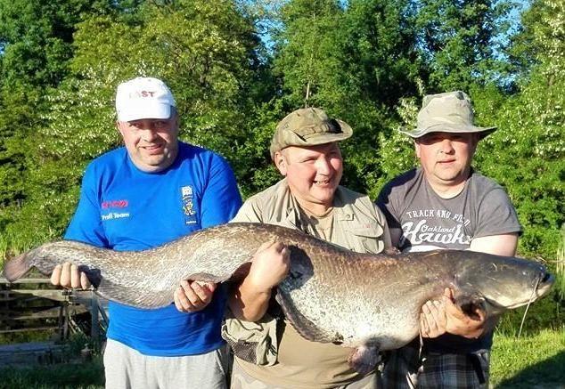 Trójka wędkarzy z Przemyśla prezentuje okazałego suma, ważącego 35 kg, o długości 165 cm. Ryba po dokonaniu pomiarów trafiła z powrotem do stawu.<br/>fot.www.milkow.pl