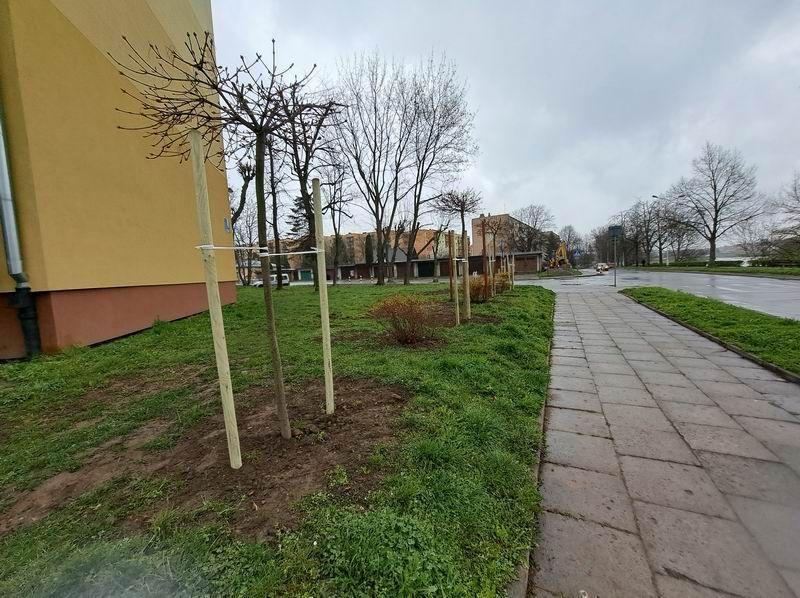 Nowe nasadzenia pojawiły się m.in. na osiedlu Kmiecie. Ale obejmują one też wszystkie pozostałe osiedla będące w zasobach PSM (Wieniawskiego, Warneńczyka, Krasińskiego, Rogozińskiego, Bolerowskiego, Glazera, Kazanów).  <br/>fot.Urszula Gielo