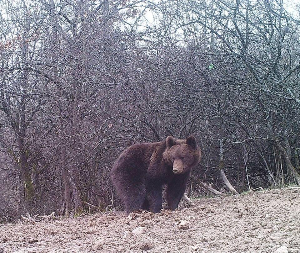 Samiec niedźwiedzia może osiągnąć nawet 300 kg, a samica 150 kg. W ich diecie dominują m.in. pąki i liście drzew, kłącza, zioła i owoce. Jeśli chodzi o białko, niedźwiedzie uzupełniają je, odnajdując ten składnik w mięsie kręgowców i padlinie. Na ogół niedźwiedzie unikają spotkań z człowiekiem, lecz