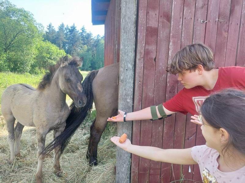 W gorajeckiej pokazowej zagrodzie można podziwiać koniki z bliska, ale jednocześnie zachowując dystans, niezbędny dla ich bezpieczeństwa.

<br/>fot.ze zbiorów własnych