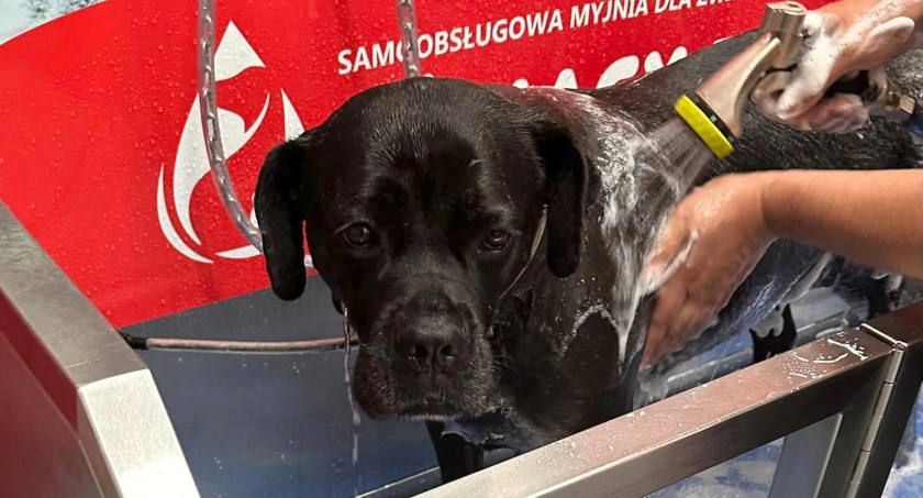 Choć samoobsługowa myjnia czynna jest dopiero od kilku dni, sporo czworonogów zdążyło wyjść z niej bardzo szczęśliwych.