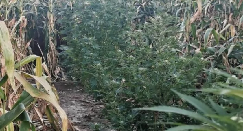 Z 27 krzewów można byłoby wytworzyć blisko 7 kilogramów suszu marihuany gotowej do sprzedaży. 