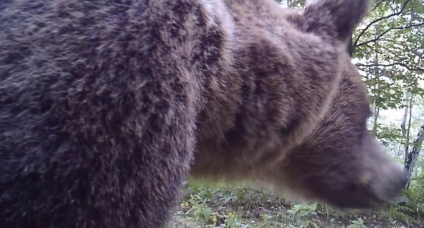 Niedźwiedź może być groźny przy bliskim spotkaniu z człowiekiem, jak to miało miejsce w minioną niedzielę, w lesie nad Zatwarnicą./ FOT. R. Bakalarus (zdjęcie ilustracyjne)