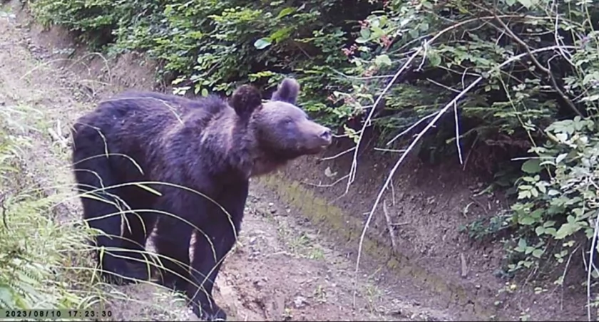 Kadr z filmiku udostępnionego przez Nadleśnictwo Krasiczyn, na którym młody niedźwiedź został uchwycony przez leśną fotopułapkę. Zwierzę pojawiło się w miejscach, w których nie było niedźwiedzi od lat, m.in. innymi po lewej stronie Sanu, na północ od Krasiczyna. Fot. Nadleśnictwo Krasiczyn