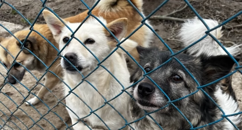 W schronisku w Orzechowcach przebywa obecnie 130 psów i 63 koty. Fot. zbiory własne