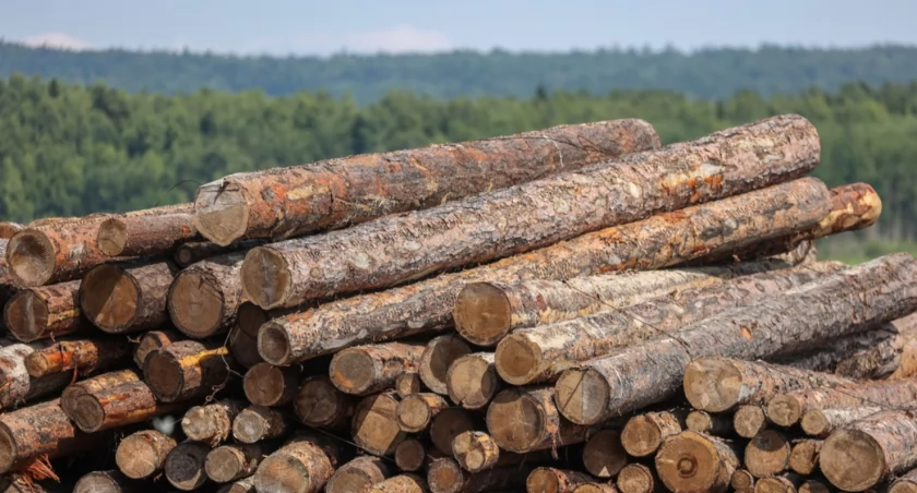 Z zebranych przez nas informacji od zakładów usług leśnych i leśników z terenu Nadleśnictwa Bircza wynika, że wprowadzone przez Ministerstwo Klimatu i Środowiska ograniczenia dotyczą bezpośrednio 12 leśnictw i obejmują ok. 56 tys. m sześc. pozyskania./ Foto: ZW
