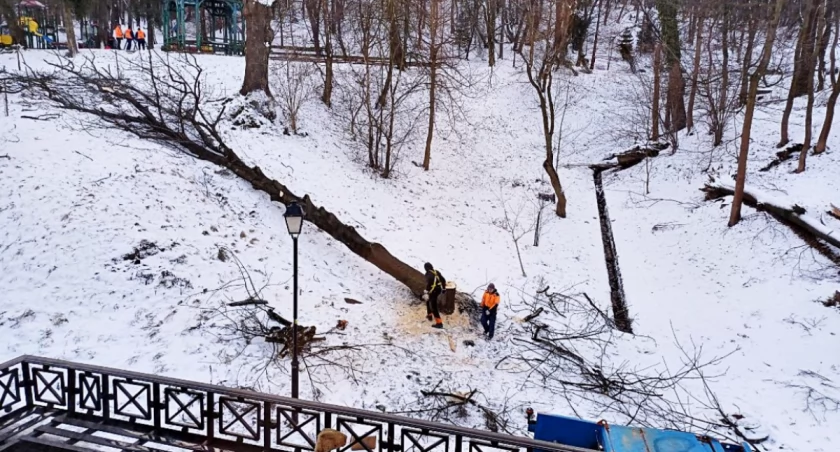 Jesion, który – zdaniem mieszkańców – zagrażał kamienicy i mieszkającym w niej ludziom, został wycięty. /Foto: ZW