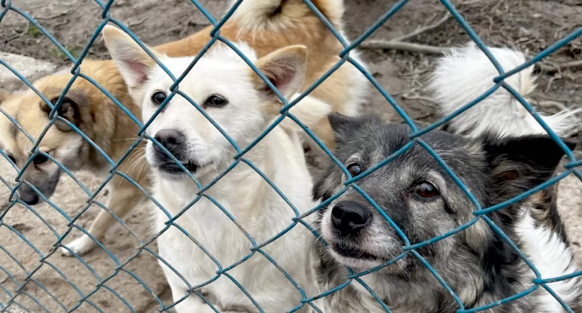W zimie, kiedy są zawieje i zamiecie śnieżne, dojazd do schroniska w Orzechowcach często graniczny z cudem. Fot. zbiory własne