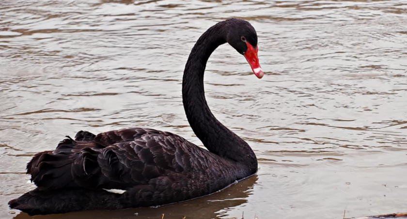 Aby móc podziwiać czarnego łabędzia na żywo, wystarczy udać się do... ogrodu zoologicznego. Przemyślanie nie muszą... Mają go na żywo w Sanie! Fot. Mariusz Godos
