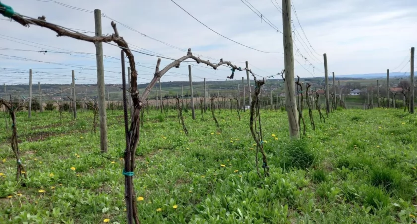 W tegorocznej puli 18,3 mln zł są m.in. pieniądze na budowę i modernizację dróg dojazdowych do pól i winnic./ FOT. FB