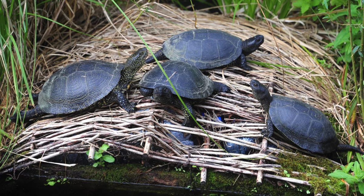 Bolestraszyce są ostoją żółwia błotnego. To gatunek objęty ścisłą ochroną, zagrożony wyginięciem, wpisany do „Polskiej czerwonej księgi zwierząt”. Żółw ozdobny, podrzucony do stawu, stanowi dla tego sympatycznego gada, jak i dla całego ekosystemu spore zagrożenie./ FOT. Arboretum Bolestraszyce