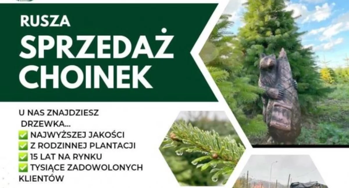 Przyroda, Korona plantacja drzew iglastych Rusza sprzedaż choinek - zdjęcie, fotografia