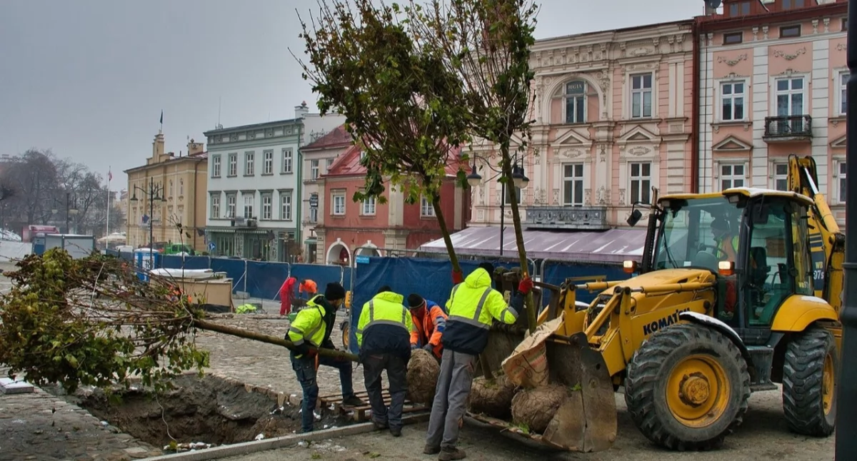 W br. w całym mieście zostanie posadzonych ok. 58 nowych drzew. Fot. UM Przemyśl